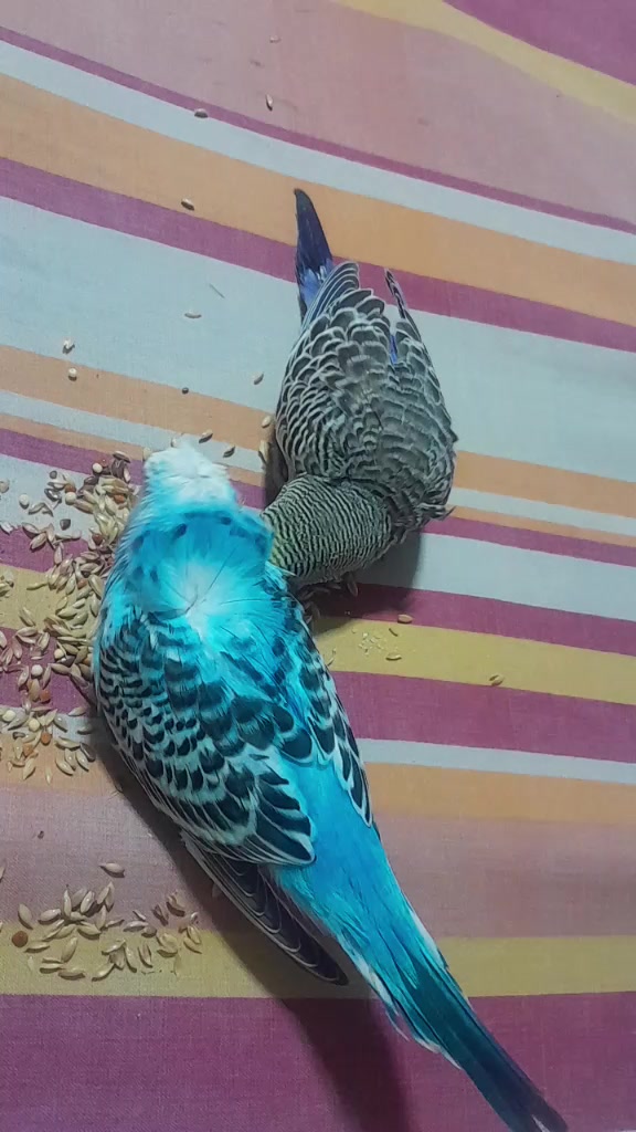@rhiana tu charapita🏳️🌈