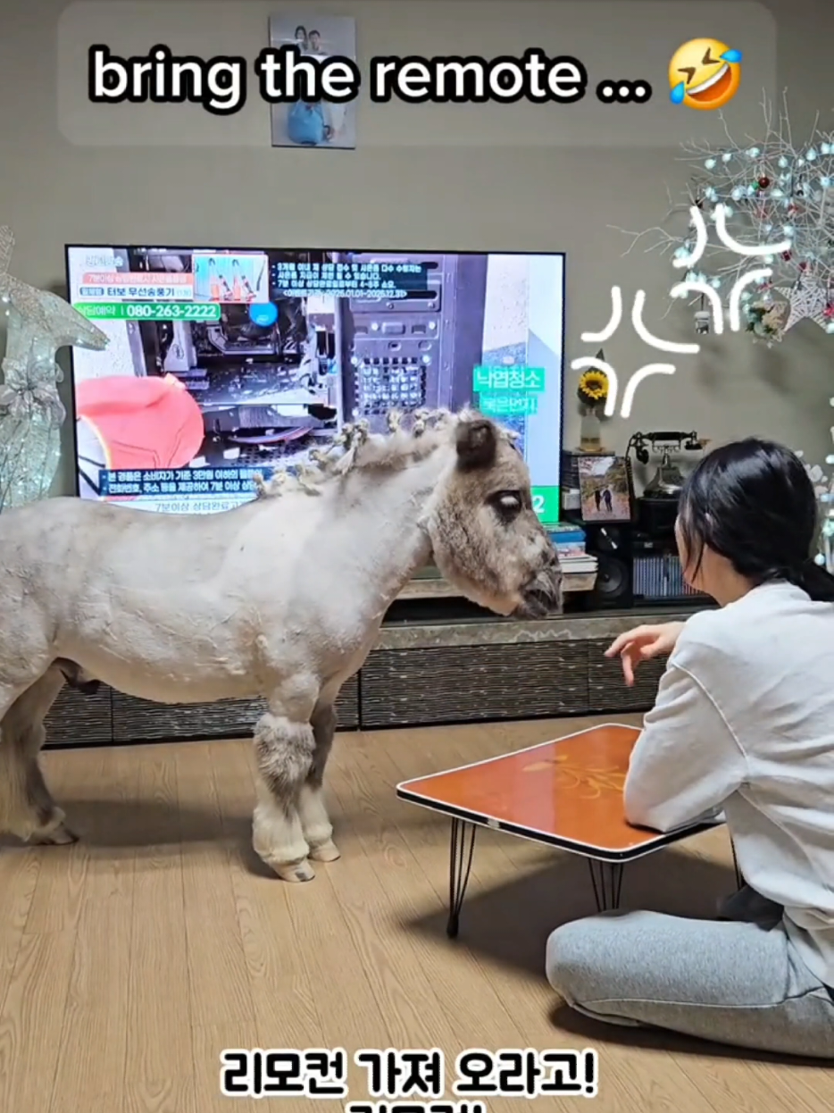 @작은말월리 | 월리플랍🦄