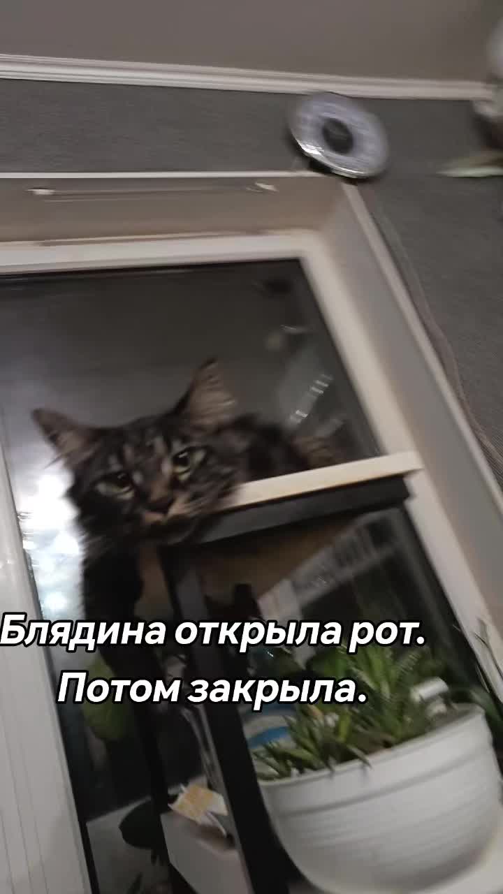 @amusleninblyadina