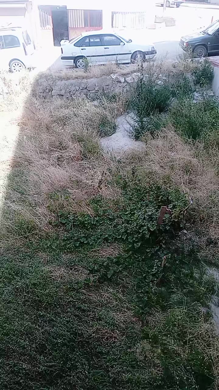 @limon&ccedil;i&ccedil;eği