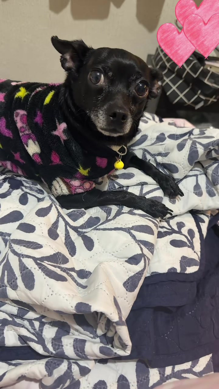 @ChannelyLuna🐕🐩