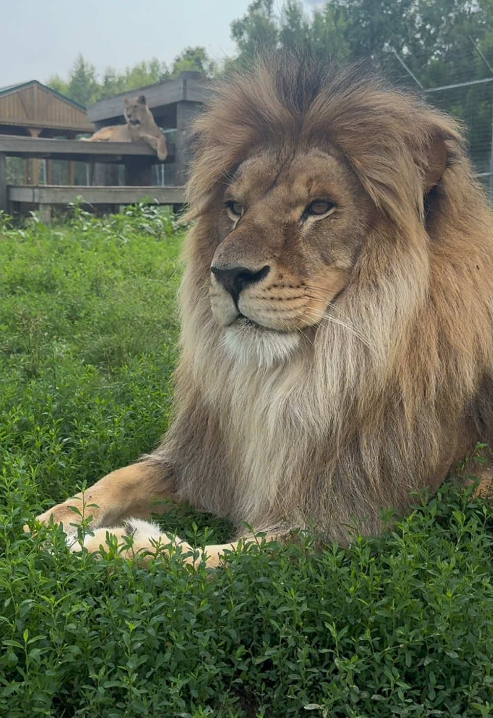 @The Wildcat Sanctuary