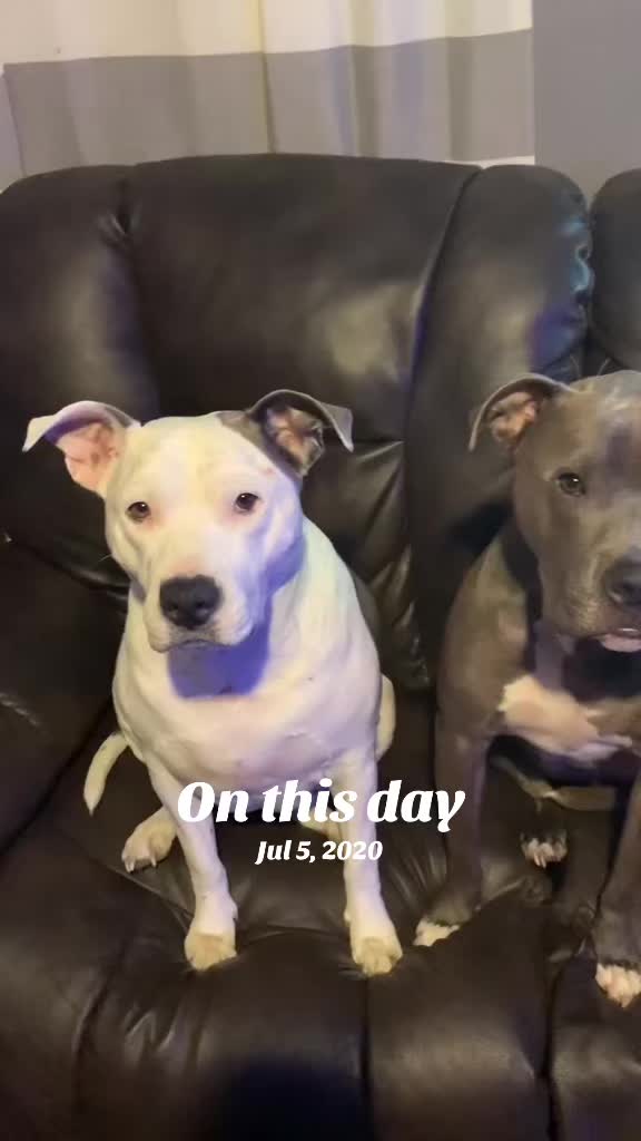 @Pittie Mom