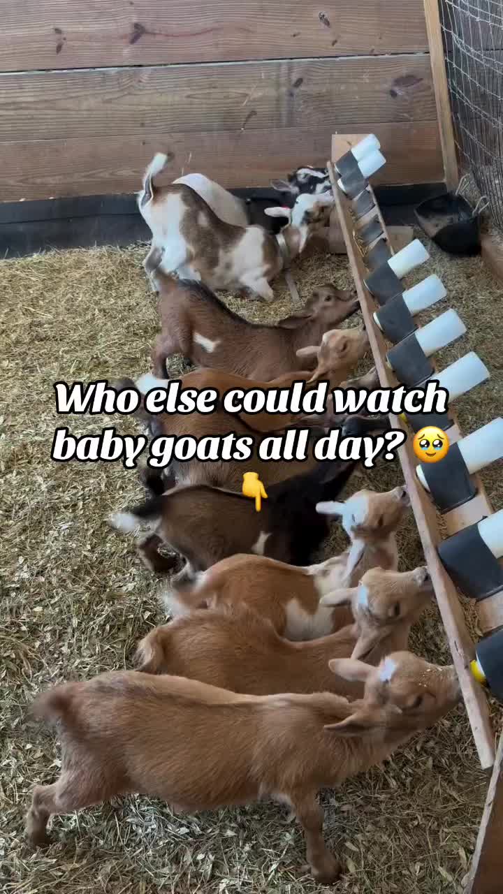 @Live stock animals ๐ชฟ๐๐๐๐ฅฌ
