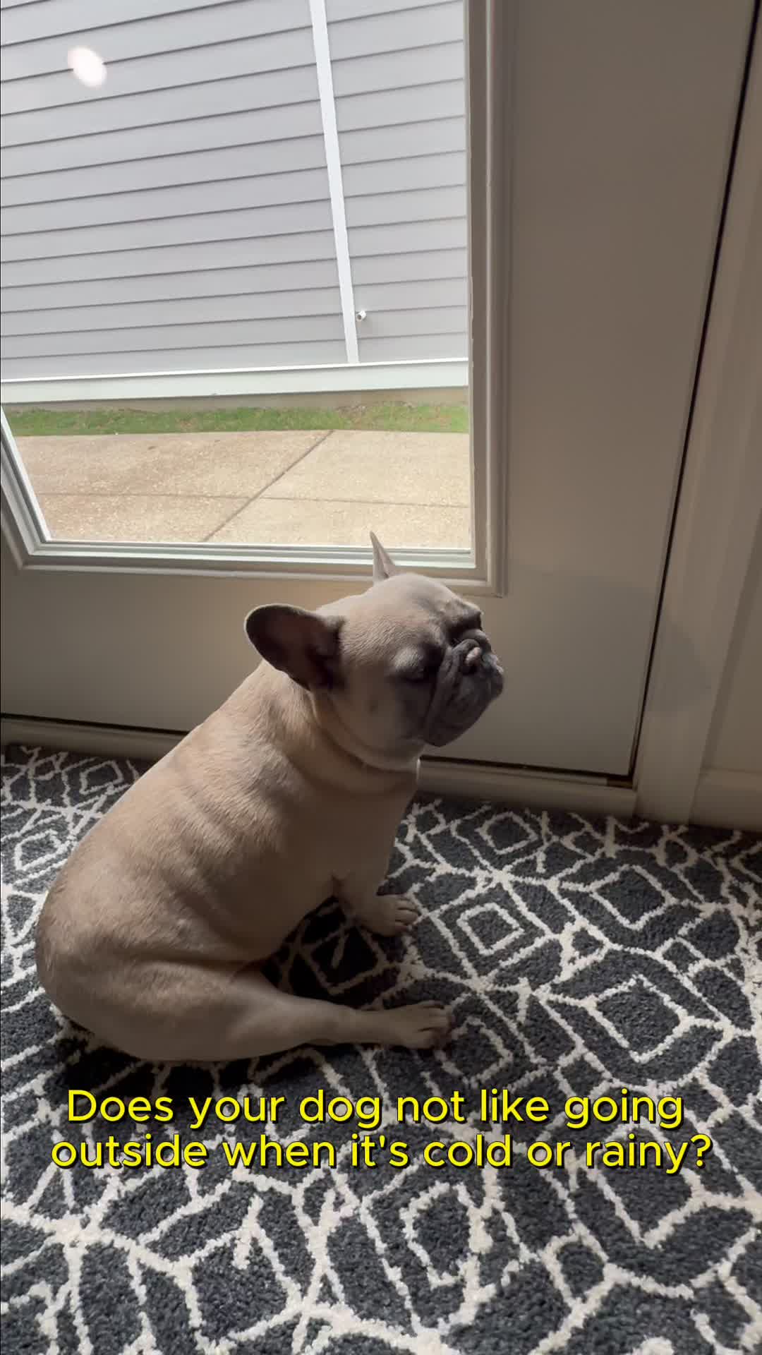 @mavisthefrenchie
