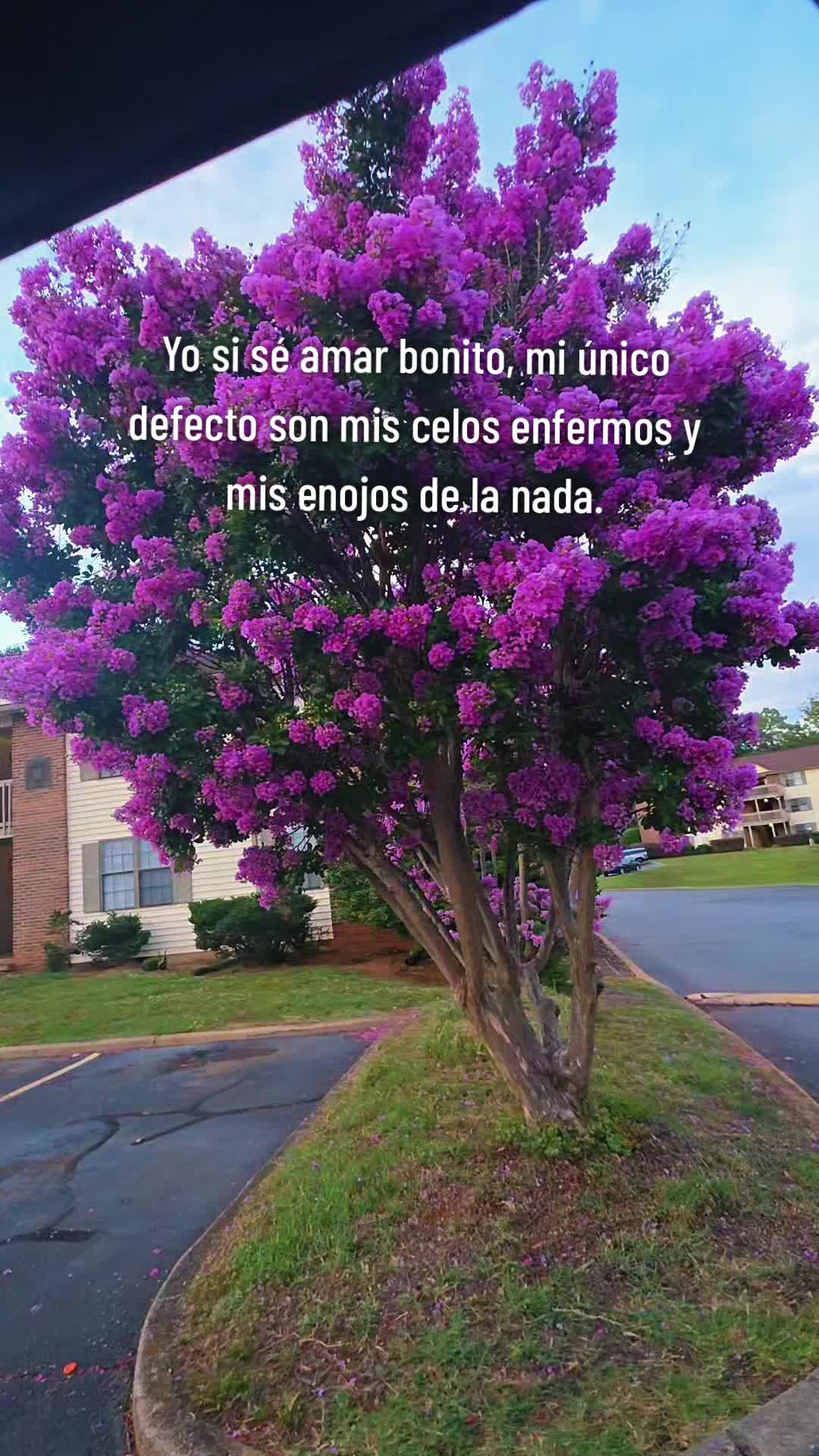 @🪷Jeanette🪷