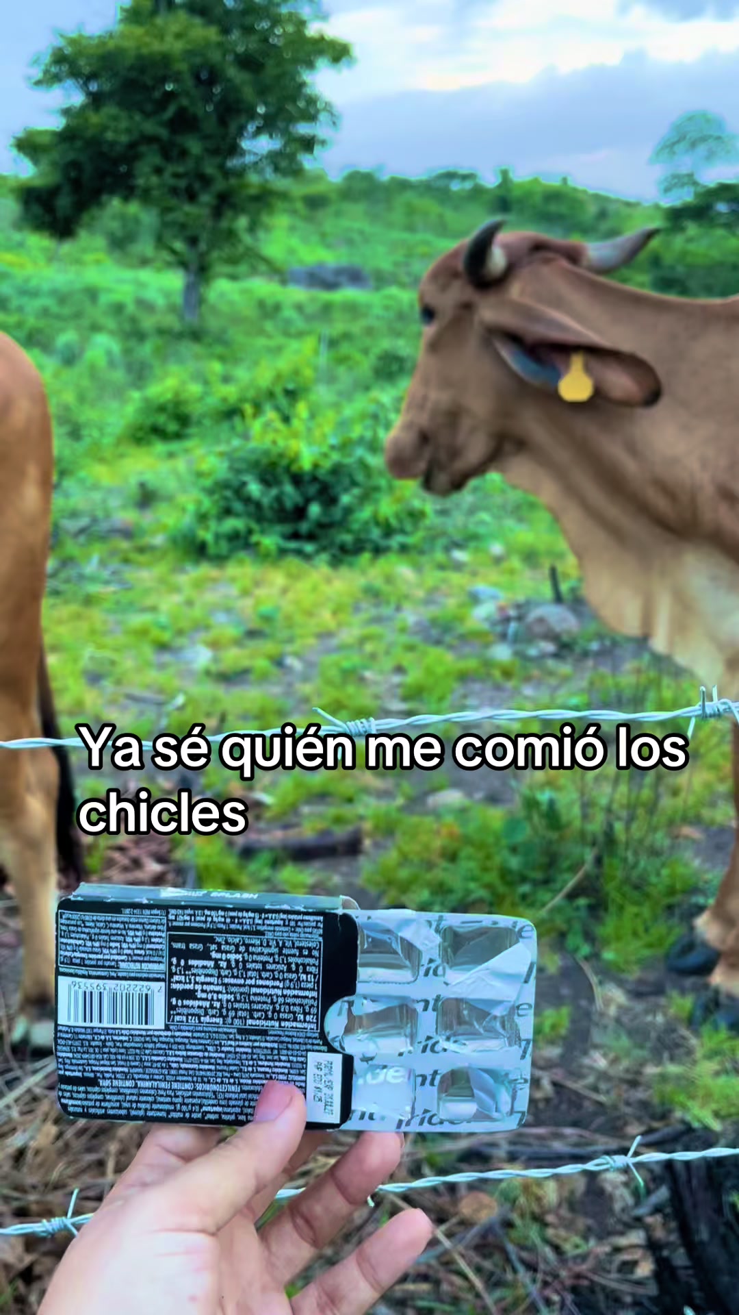 @Gisela Pérez