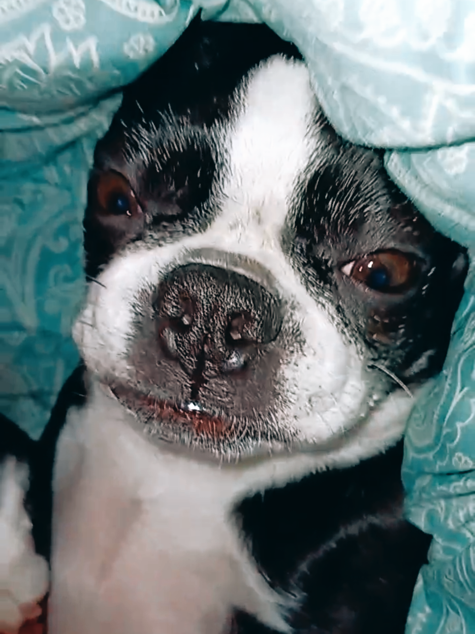 @Ruby the Boston Terrier-G7