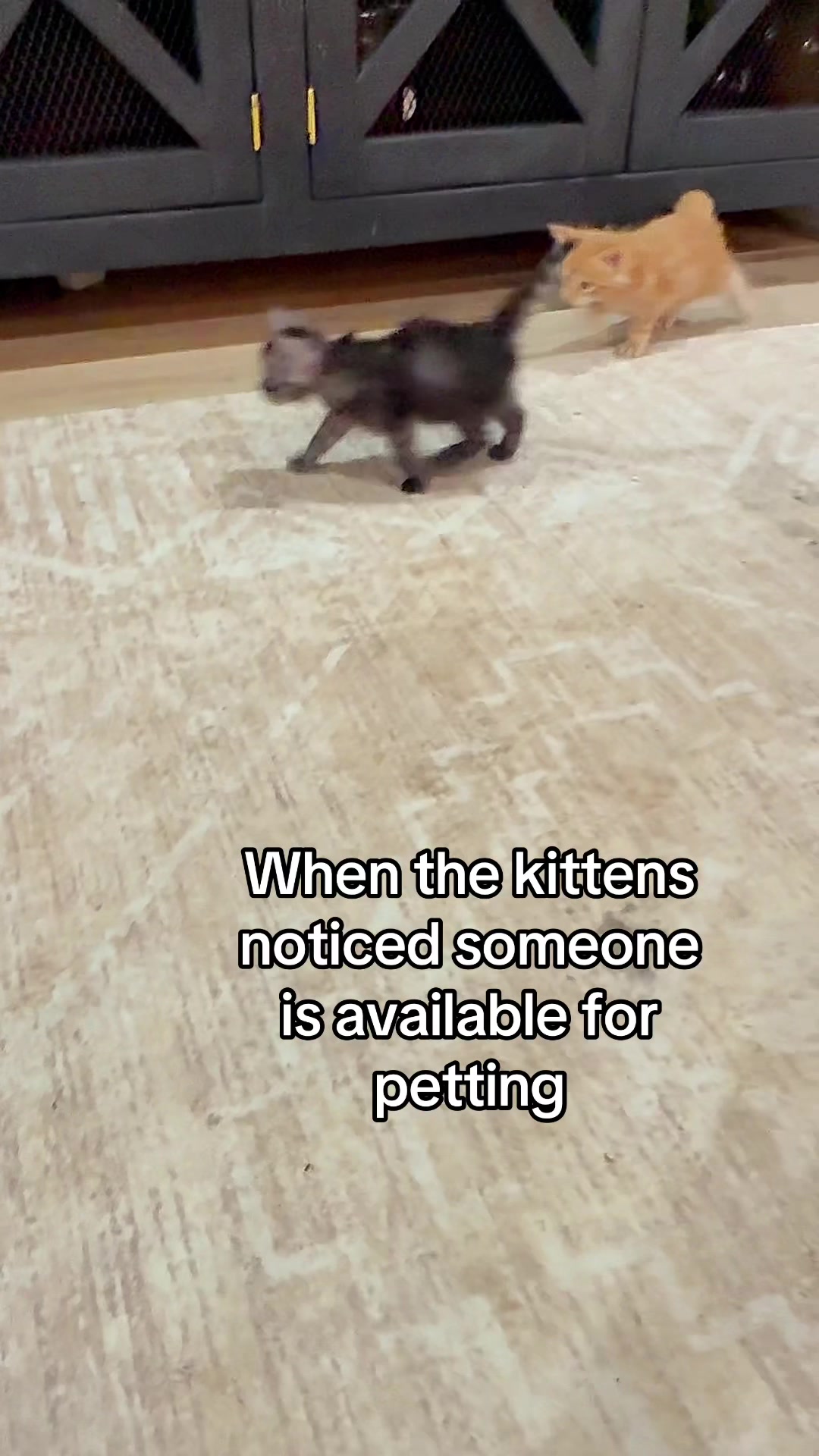 @AristoCoon Cattery