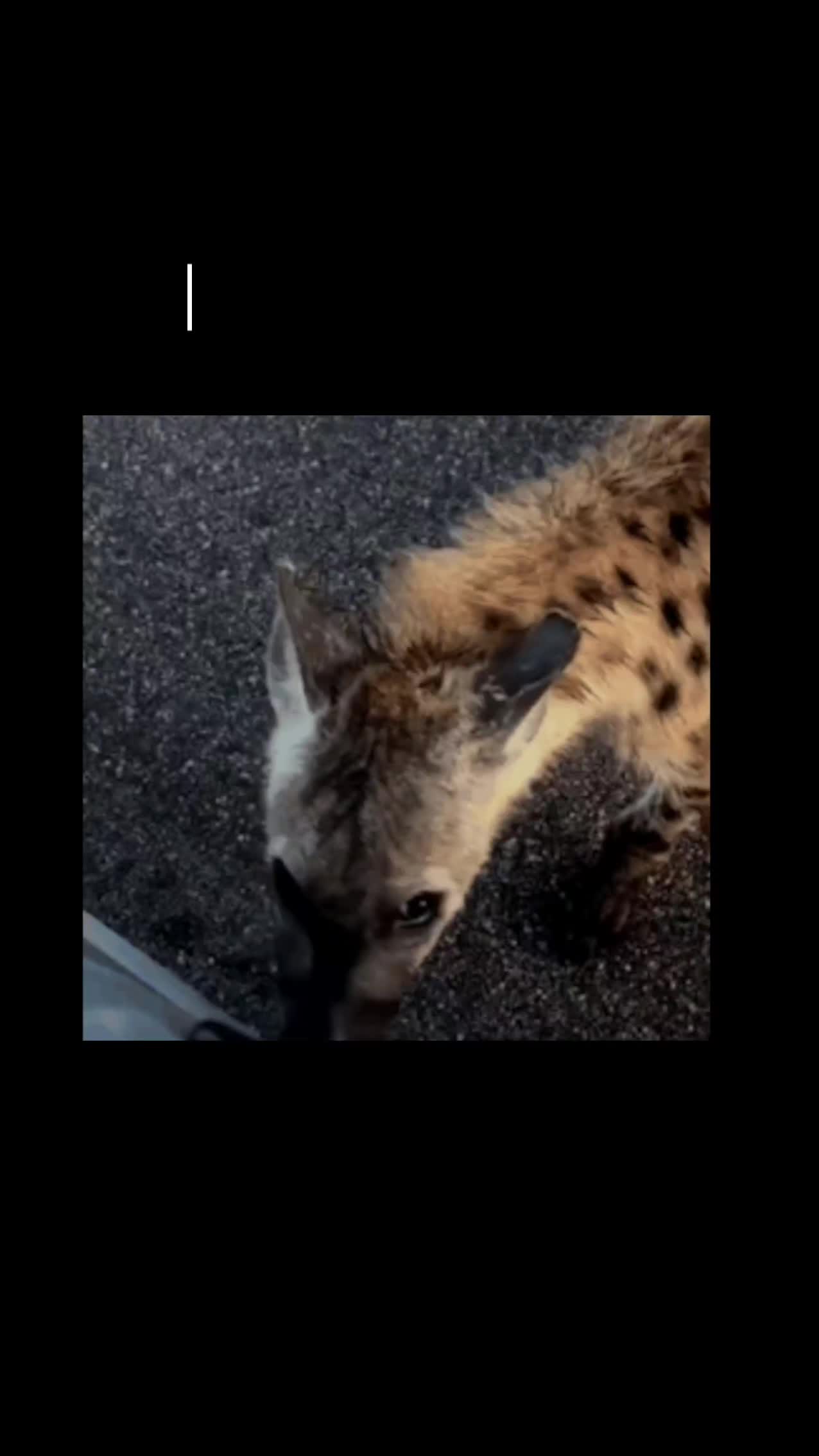 @AbrahamTheHyena✝️