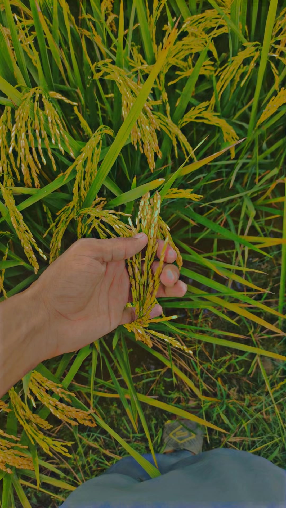 @فارمنگ 👳🏾🌾