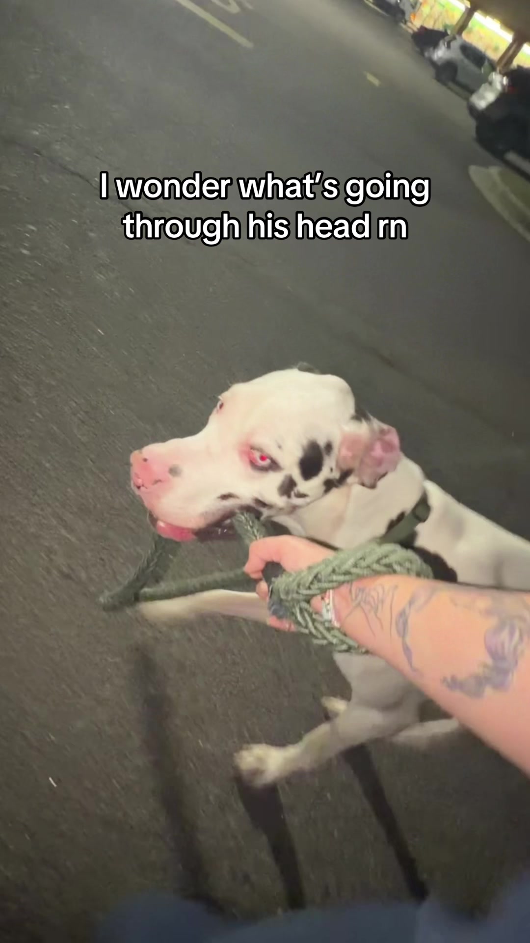 @stonethedane