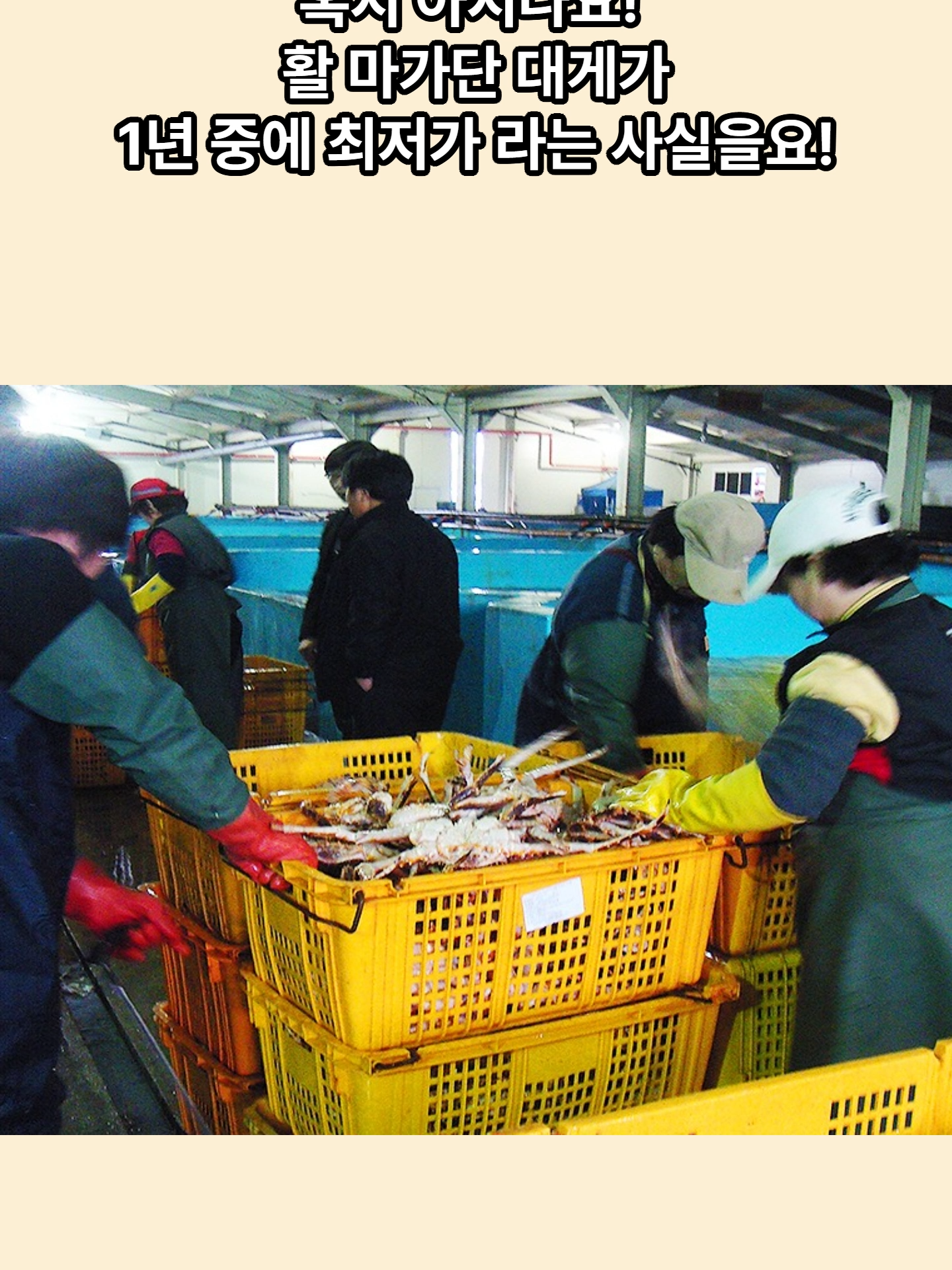 @킹크랩 대게 동해수산유통