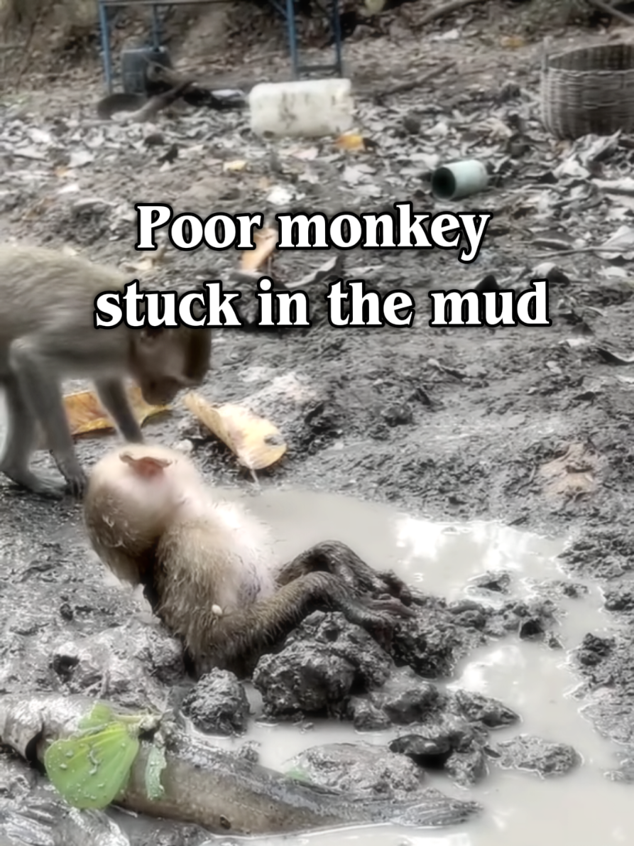 @Daily Monkey Fun