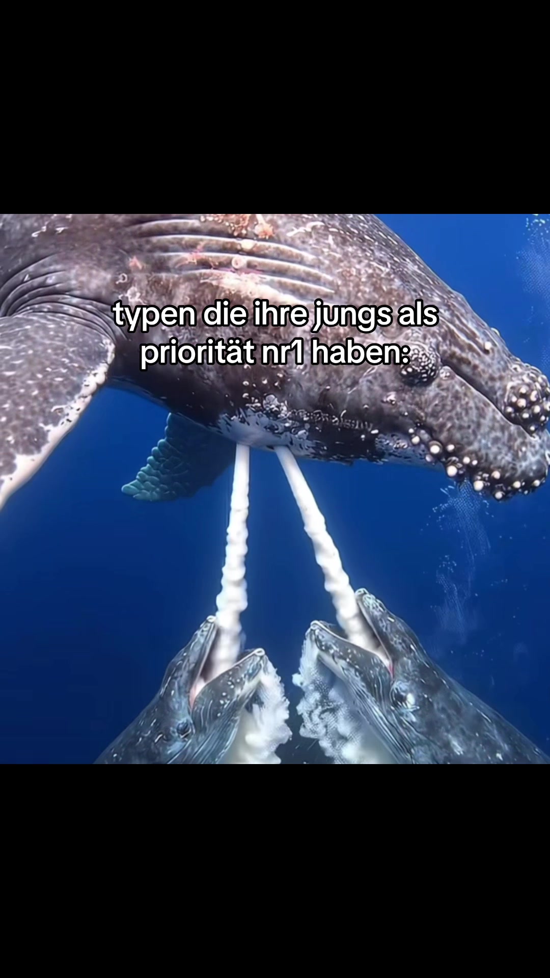 @yedewt