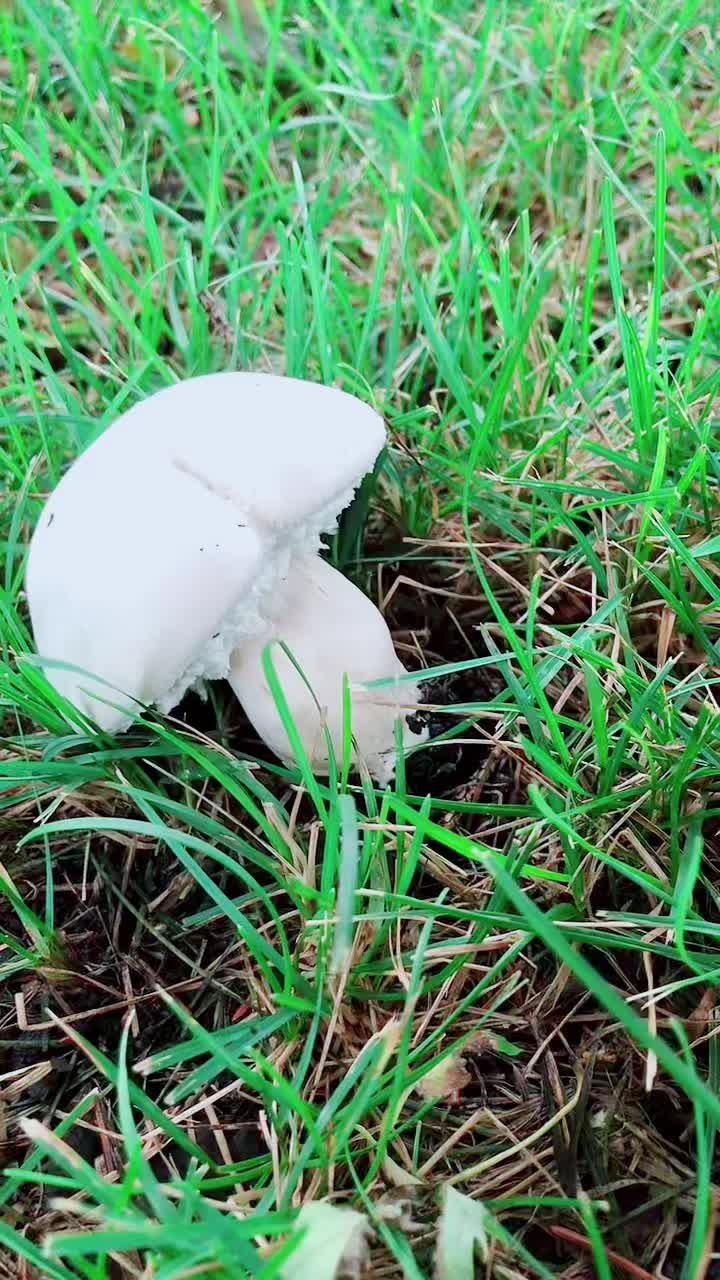 @DanielleSedinš©µ