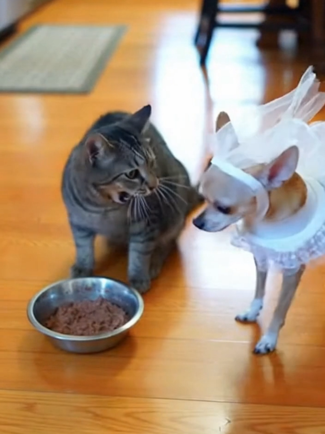 @Purrfect Moments