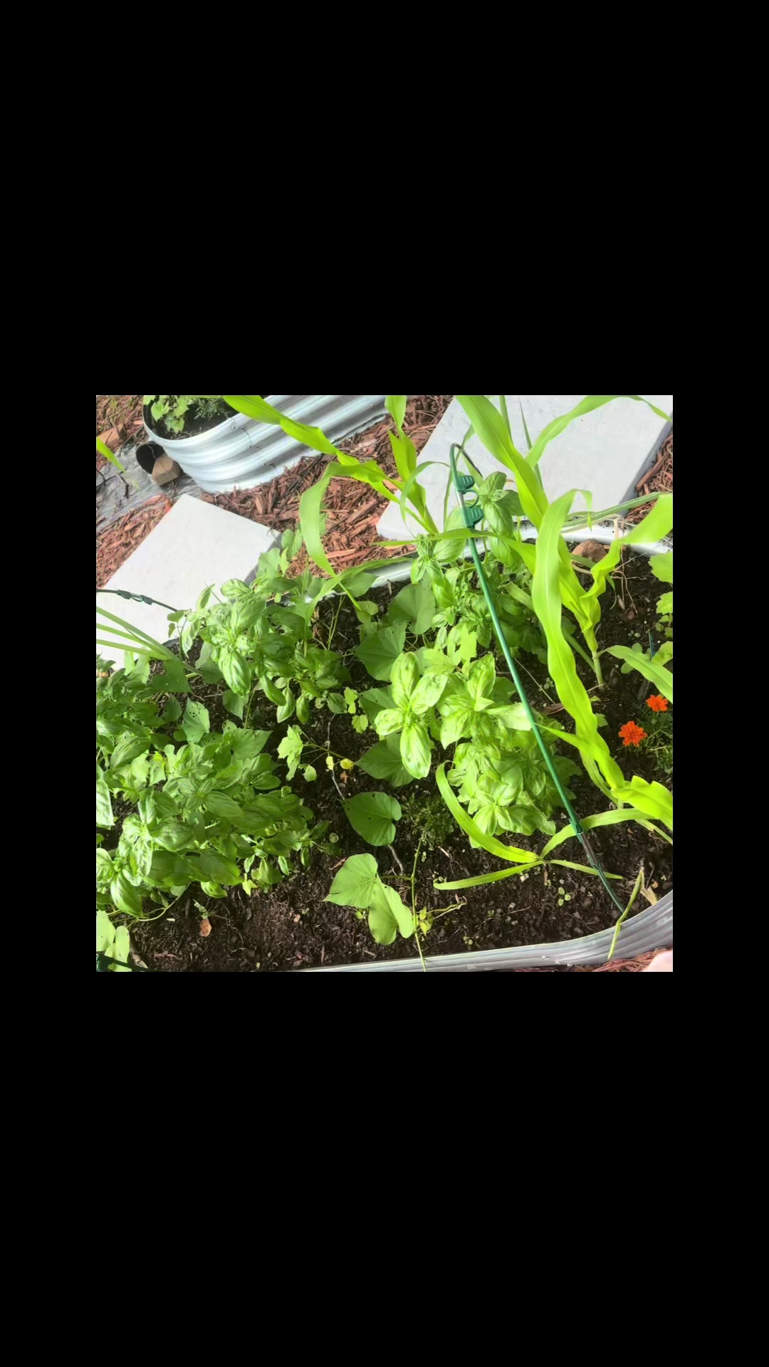 @greengirlgardens
