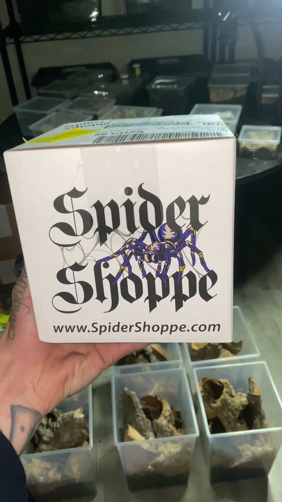 @vidaexotic_tarantulas