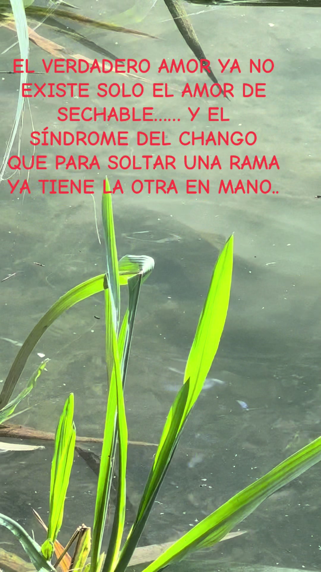 @López 512