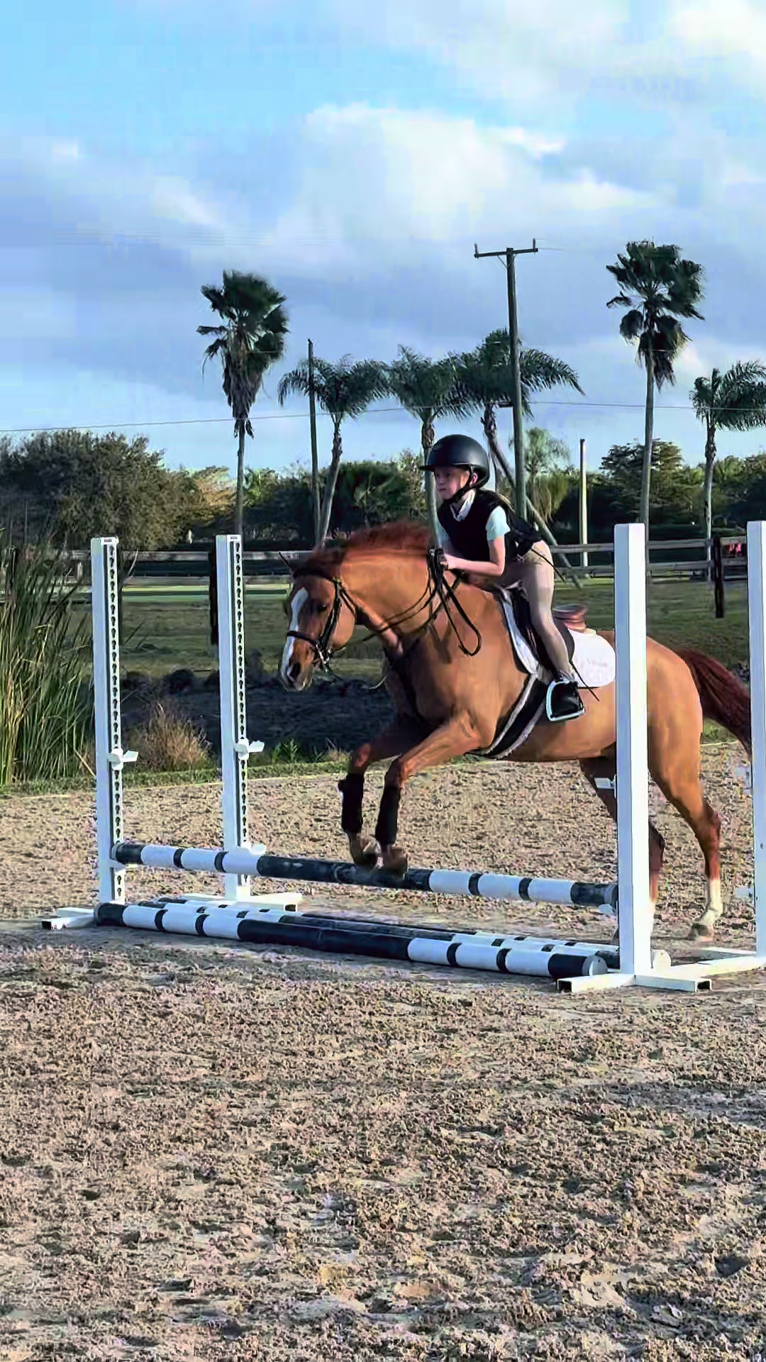 @ckponies