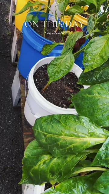 @My Everchanging Garden