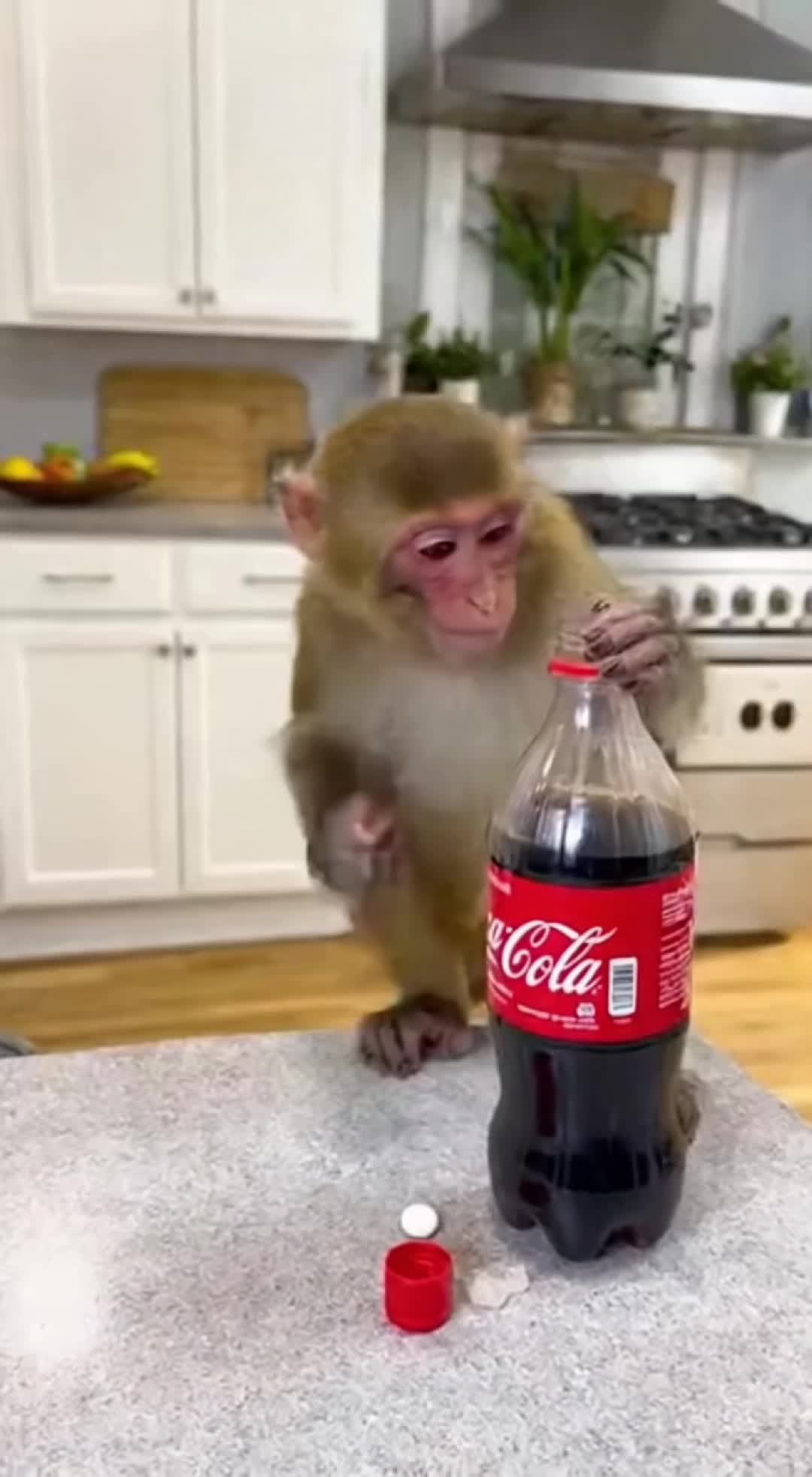 @monkeyfuntime