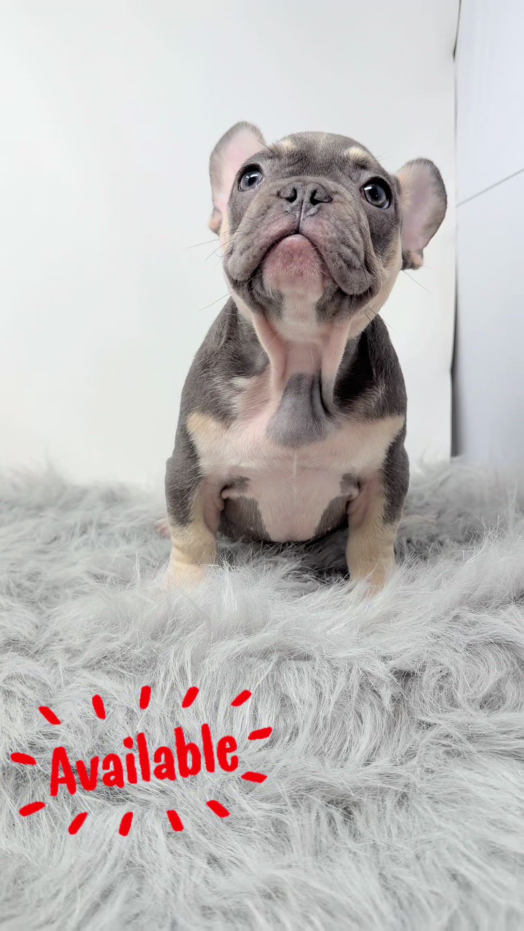 @Flatfacebullyz