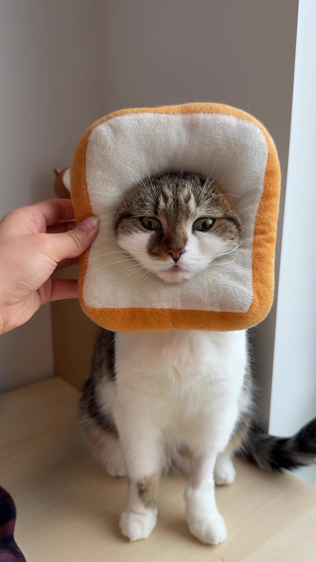 @Suki Purrs