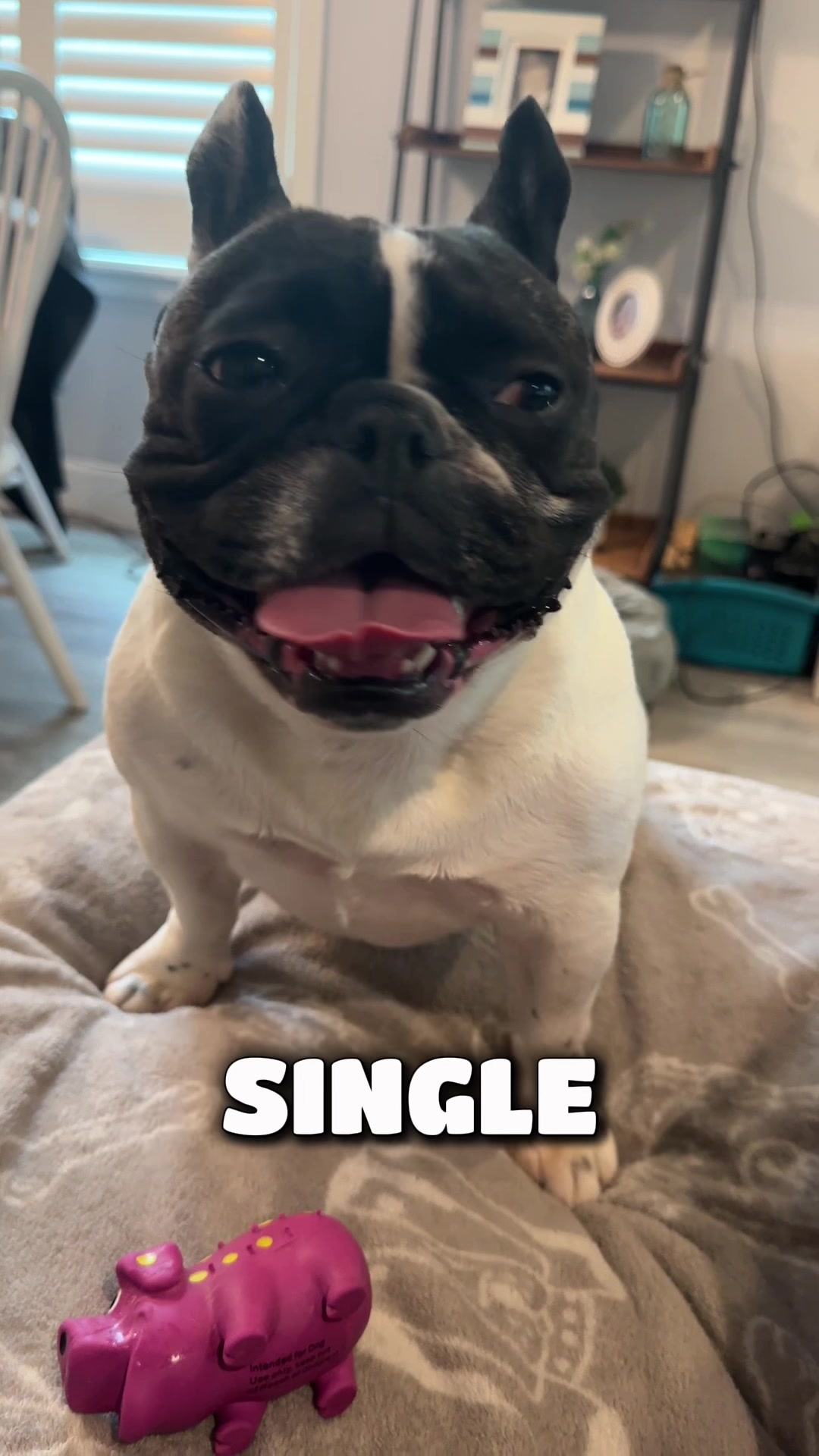 @Luna the Frenchie & Friends