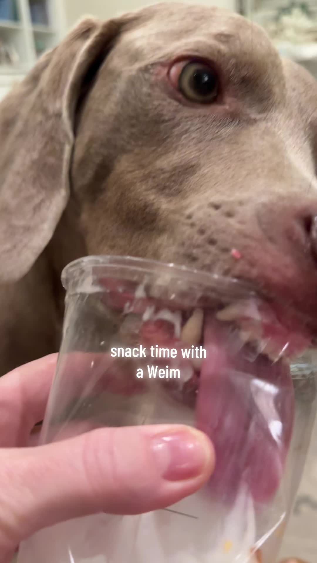 @Zoey the Weim