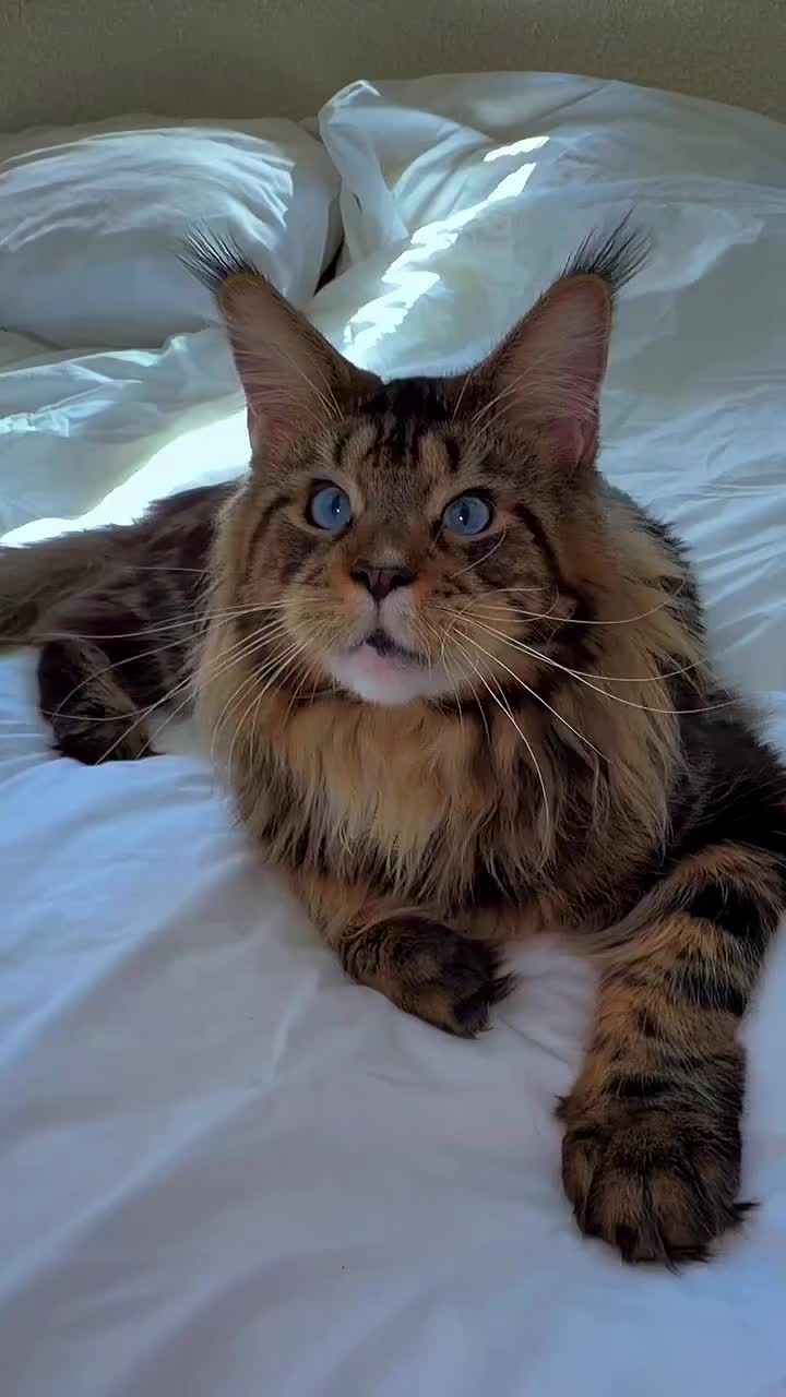@Maine Coon Kittens