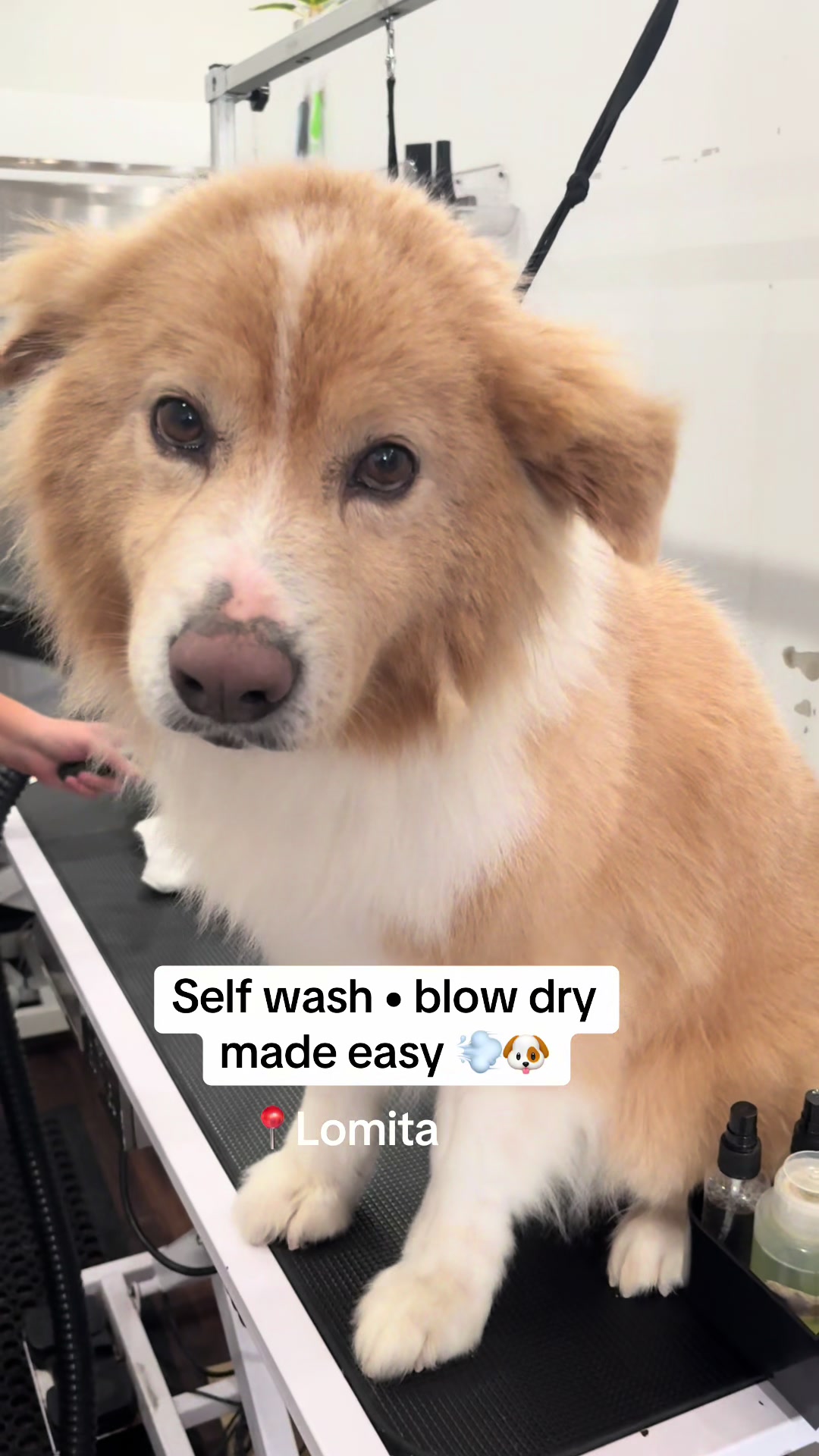 @dogwashla