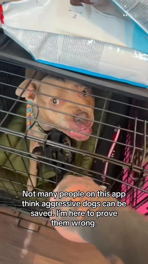 @balancedcanineacademy