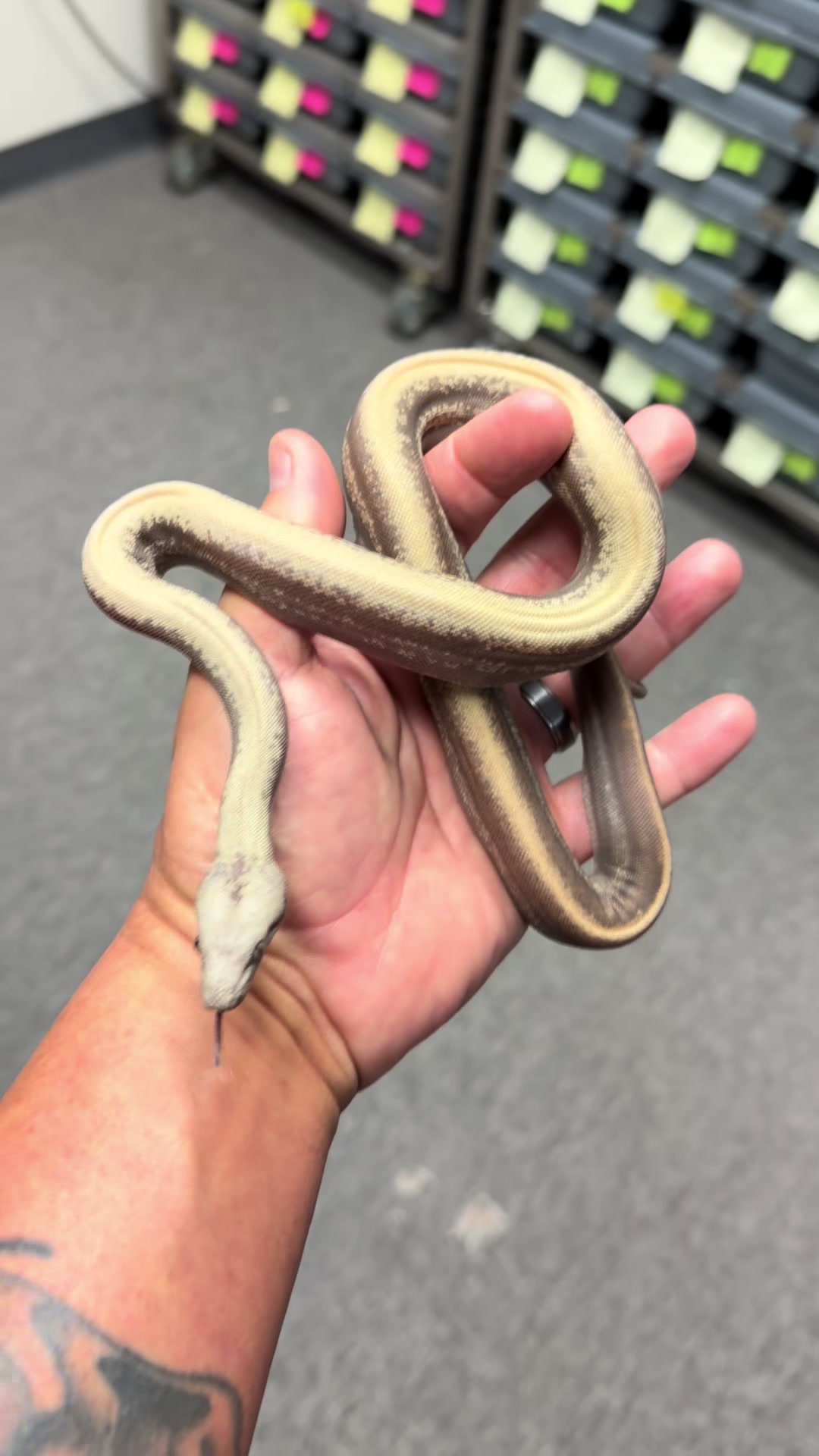 @Snake Country