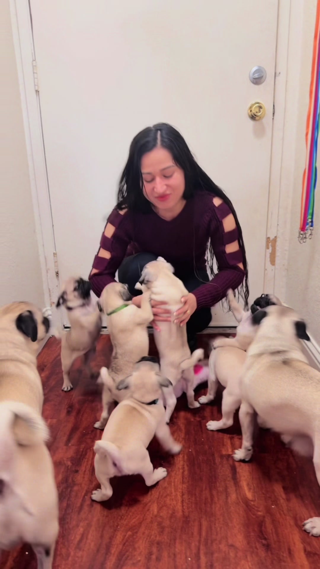 @Pogi y maganda pugs