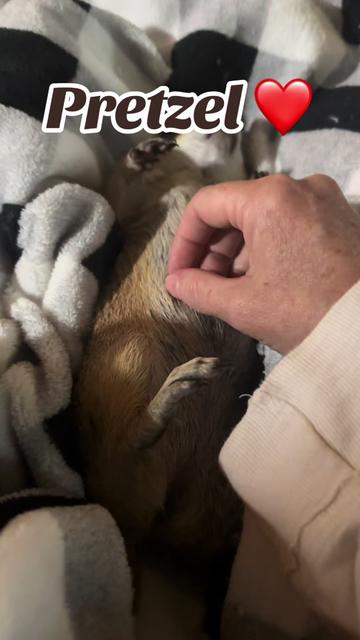 @Sarahsquirrels43🐿️