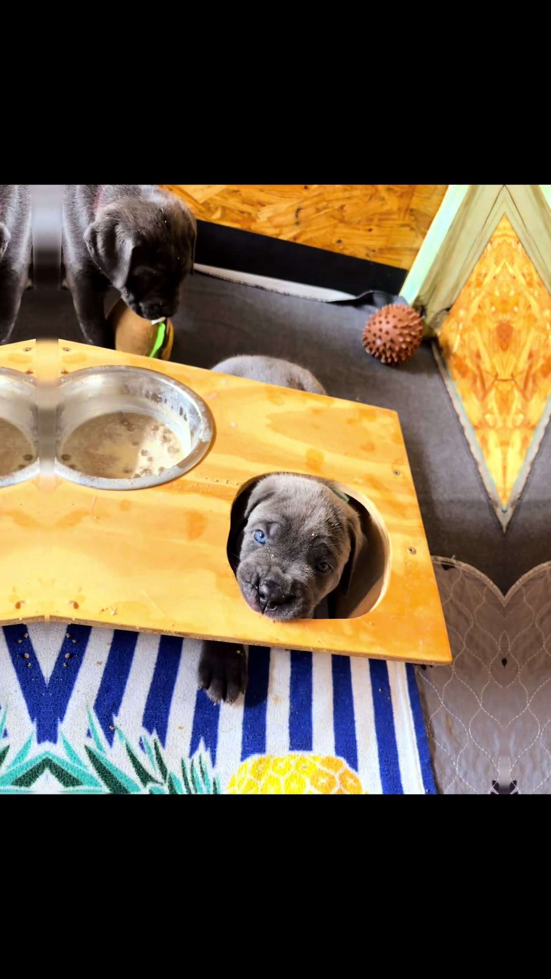 @AandMCaneCorsos