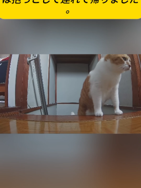 @ねこびより