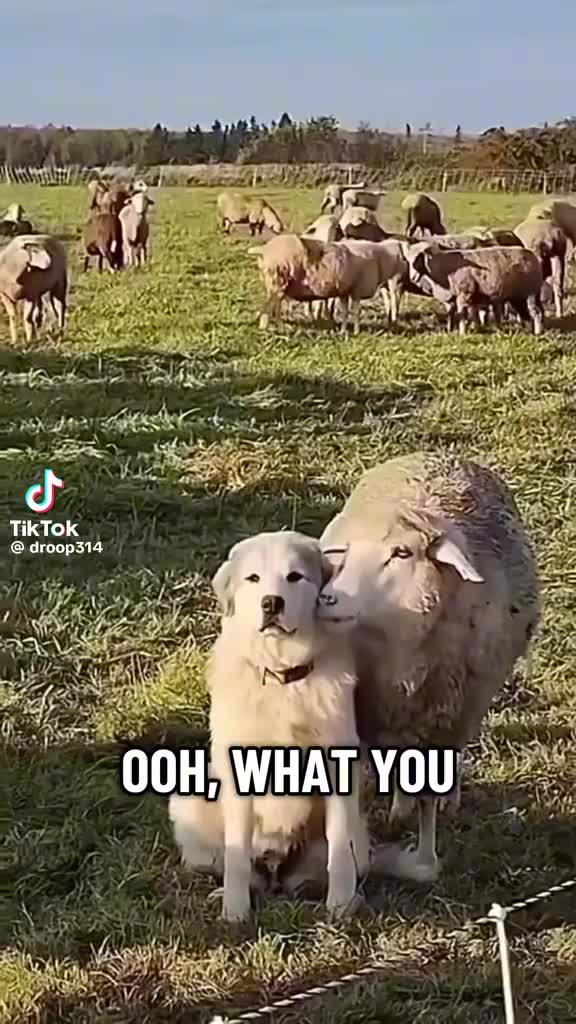 @1017