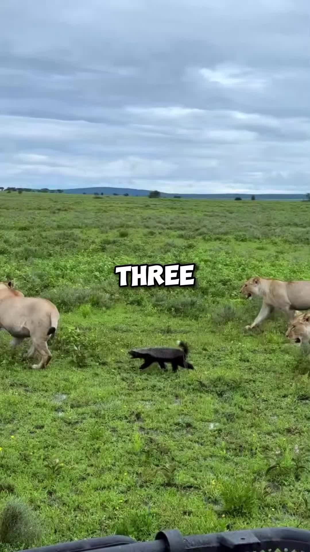 @PawblemsDaily