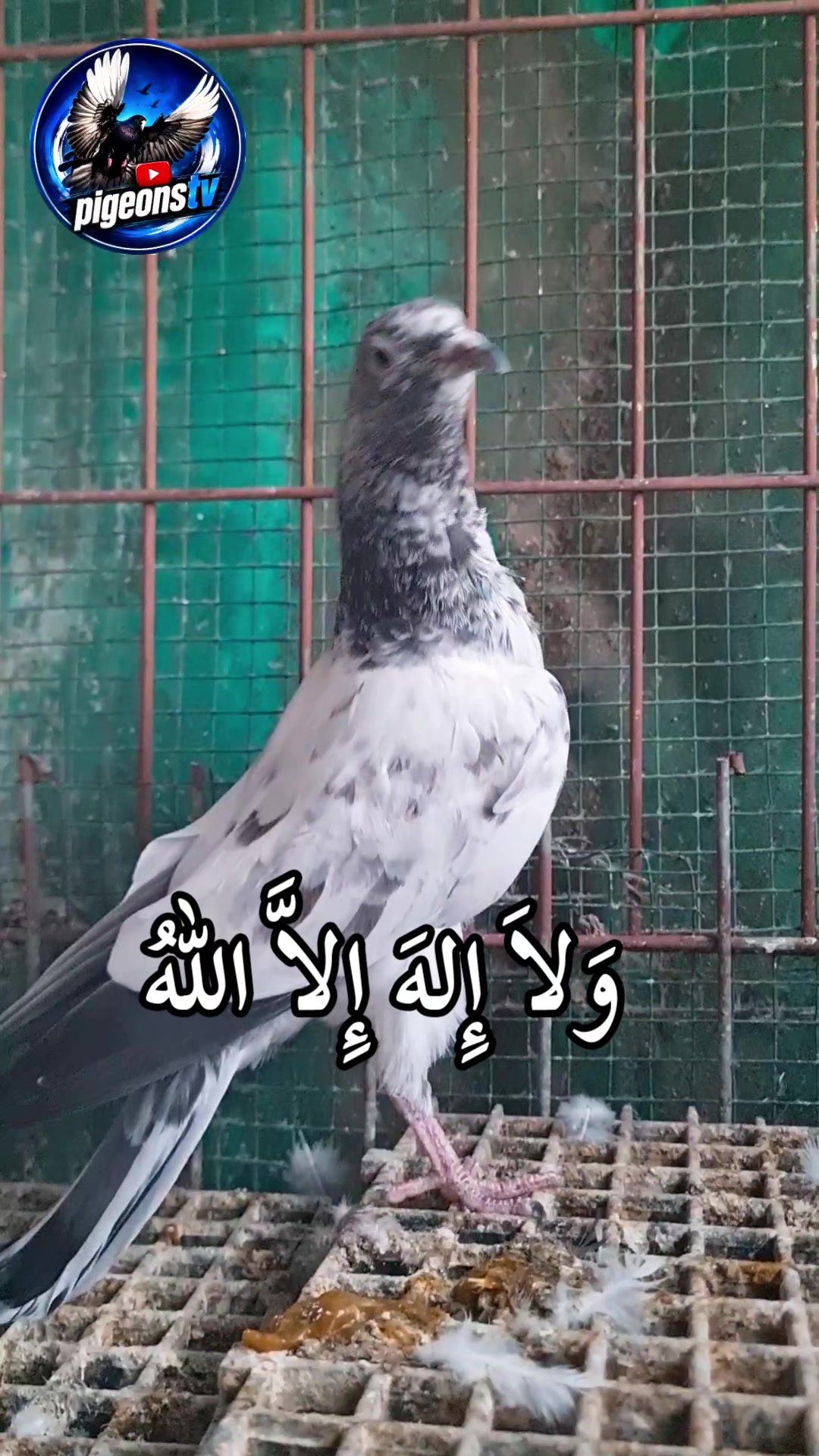 @Pigeons Tv