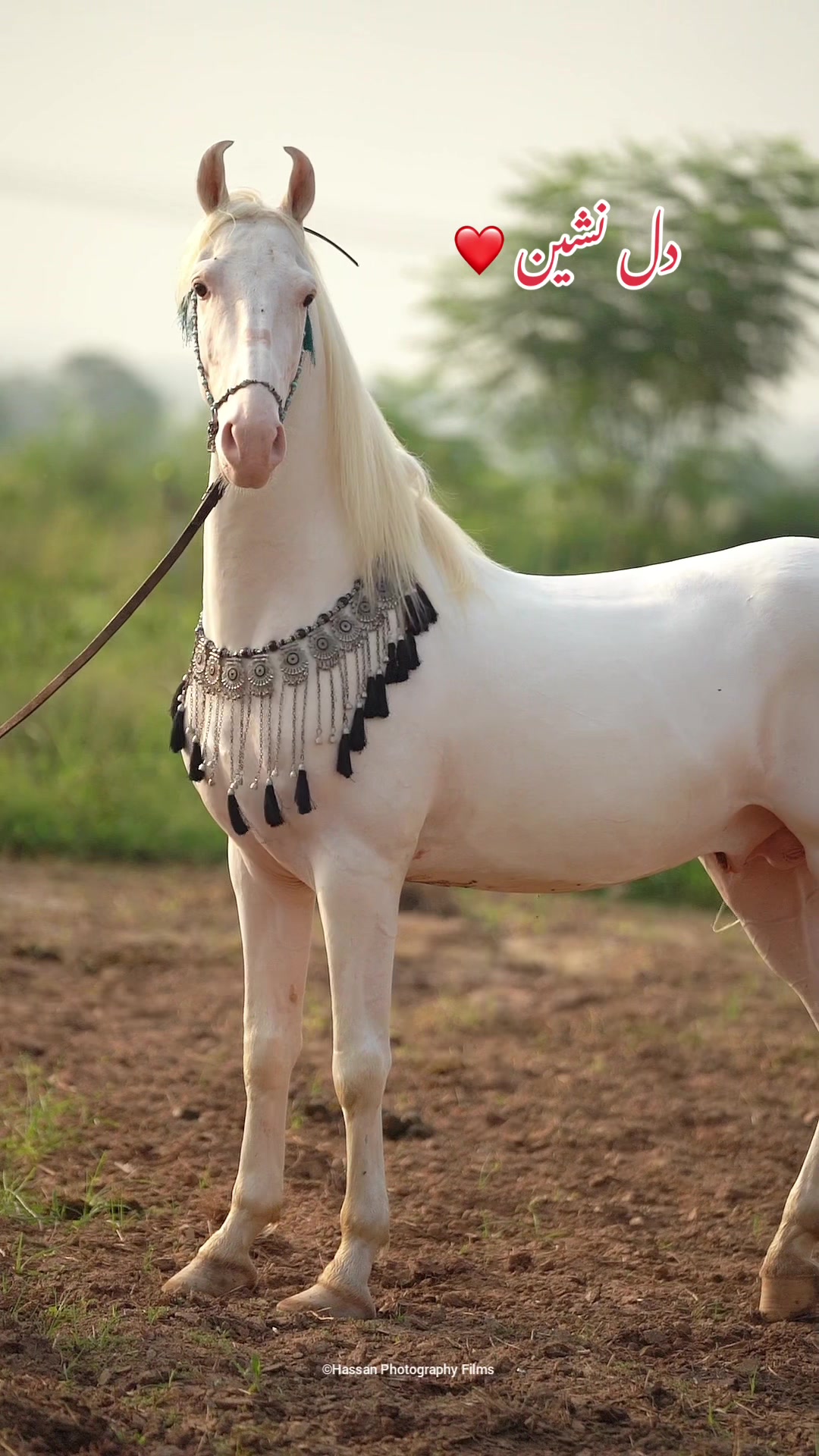 @SUNRISE STUD FARMS RAWALPINDI