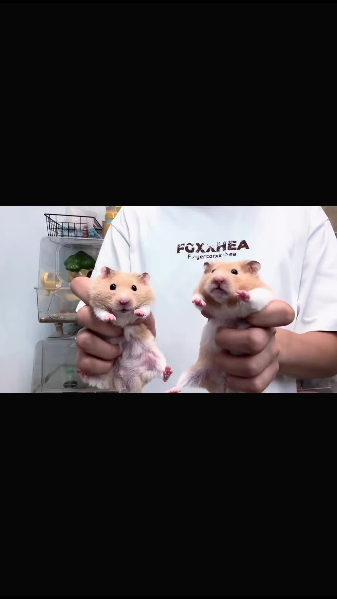 @chips.hamster