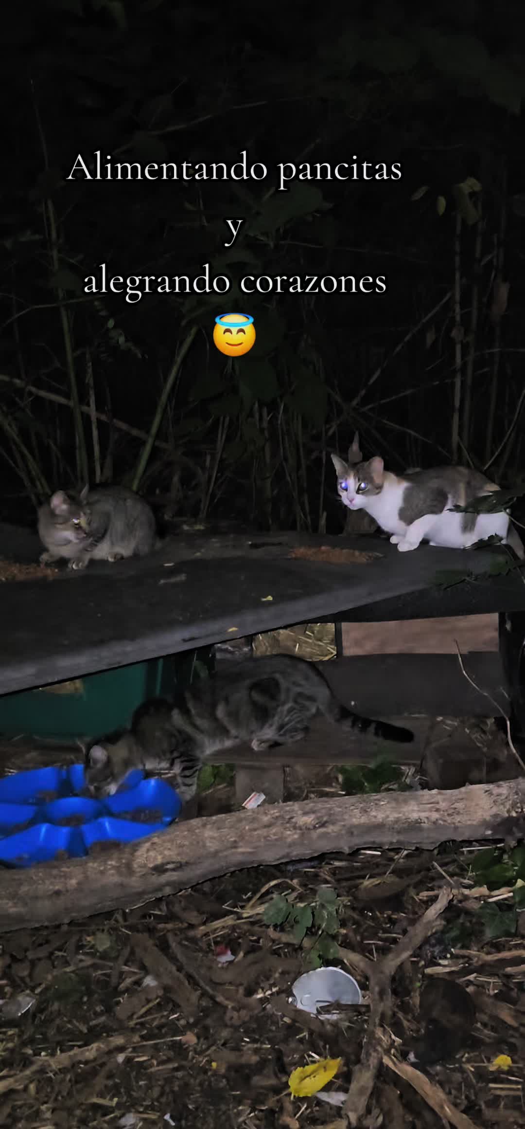 @🇲🇽Guli.Carrada 🐈⬛