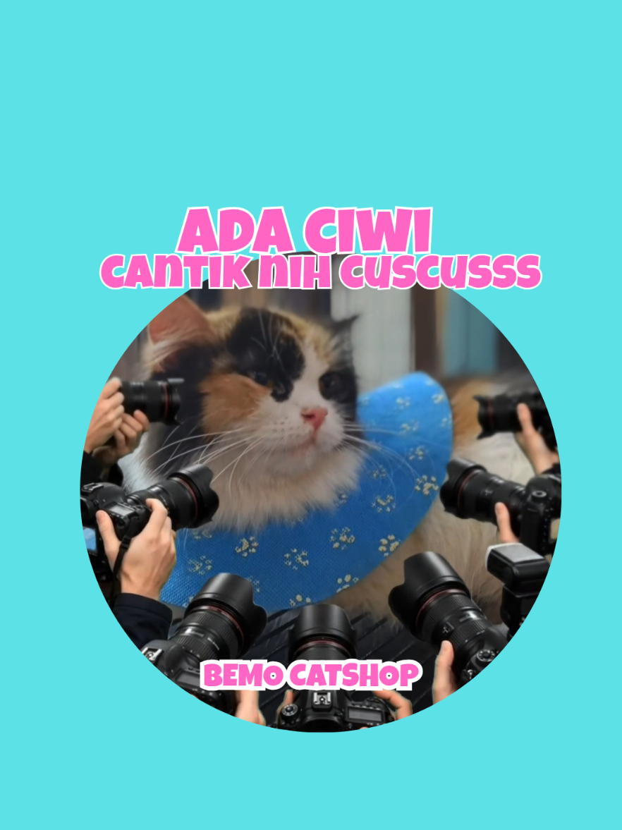 @Bemo Catshop