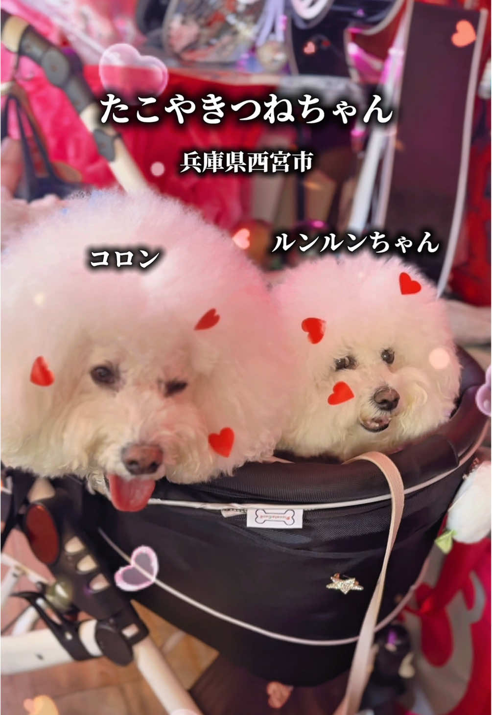 @コロン🐶