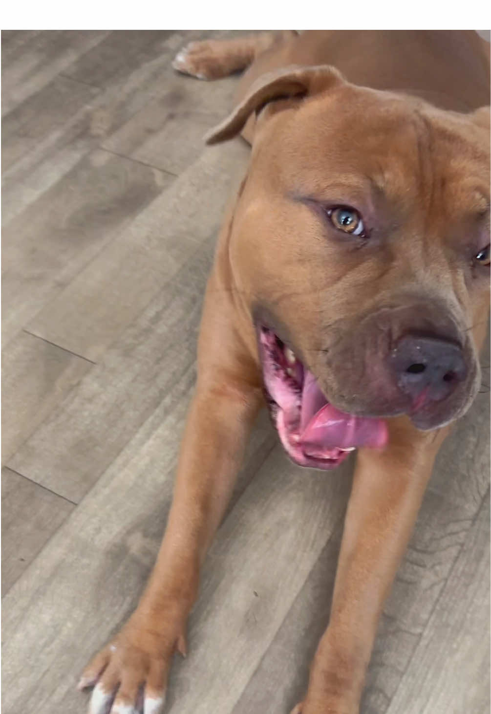 @Drake the Pitbull
