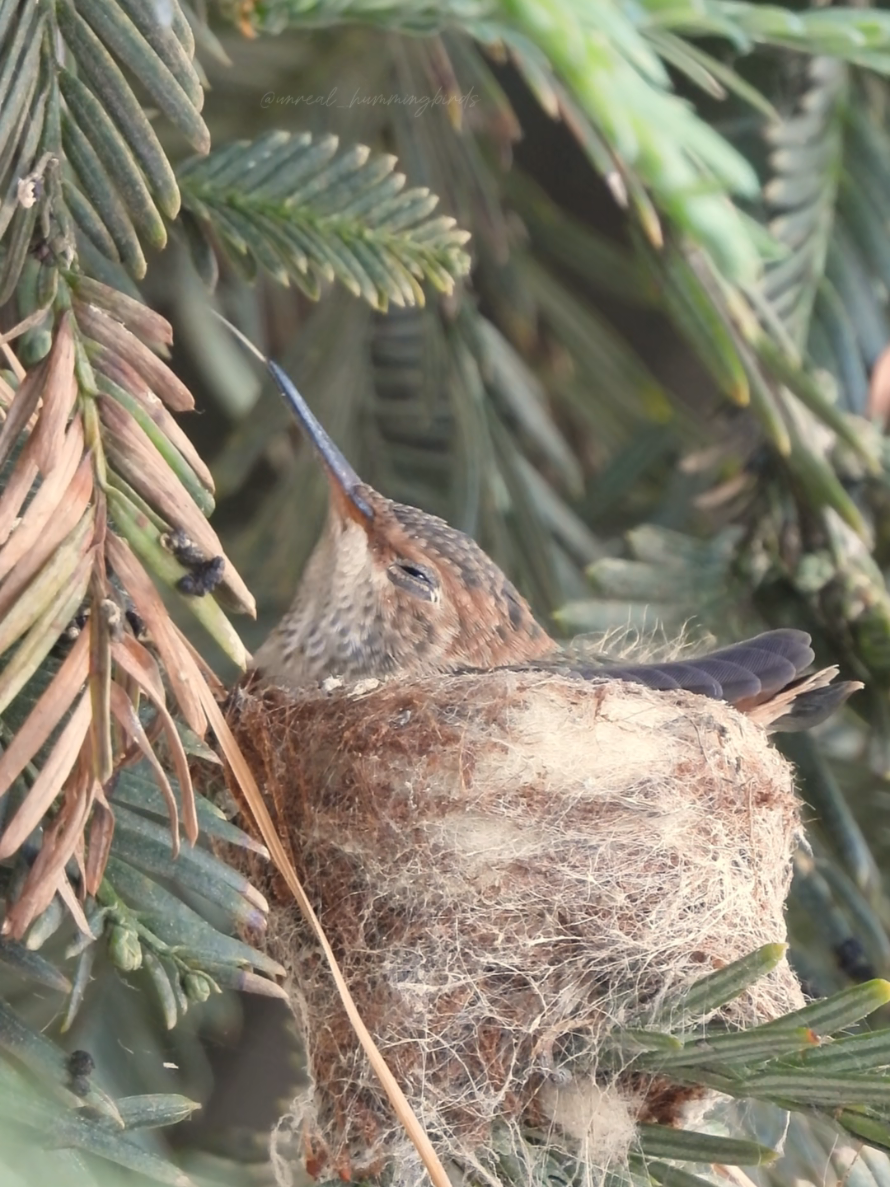 @unreal_hummingbirds