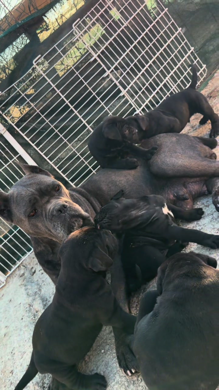 @NeroCaneCorsoKennel